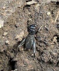 Gryllus