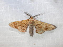 Hypochrosis binexata
