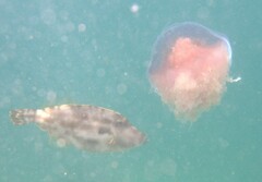 Meuschenia trachylepis