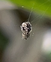 Cyclosa turbinata