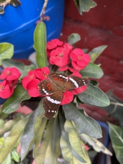 Anartia fatima colima