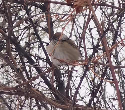 Eurasian Tree Sparrow