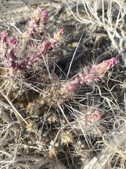 Micropuntia pulchella