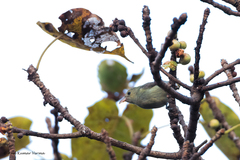 Dicaeum erythrorhynchos