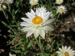 Xerochrysum