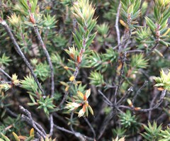 Stenanthera conostephioides