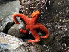 Henricia