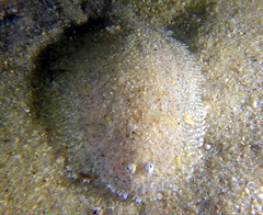 Aseraggodes haackeanus