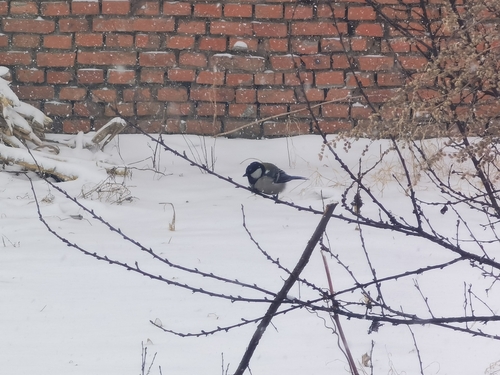 Asian Tit