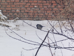 Parus minor