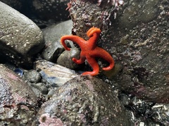 Henricia