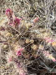 Micropuntia pulchella