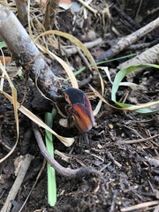 Cotinis mutabilis cabira