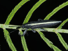 Rhinotia suturalis