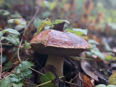 Boletus edulis grandedulis