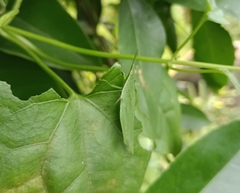 Atractomorpha lata