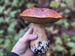 Boletus edulis grandedulis
