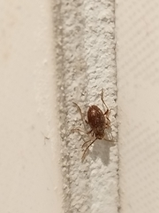 Ptinus