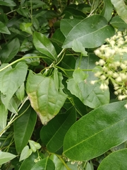 Atractomorpha lata
