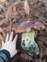 Boletus edulis grandedulis