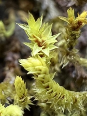 Triquetrella papillata