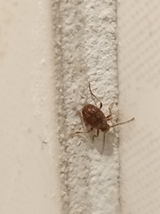 Ptinus