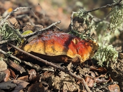Boletus edulis grandedulis