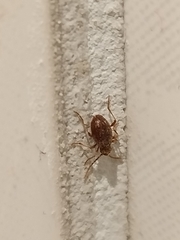 Ptinus