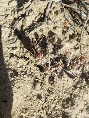 Micropuntia pulchella