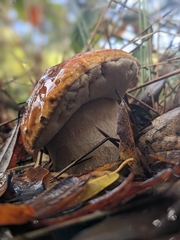 Boletus edulis grandedulis