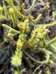 Triquetrella papillata