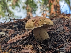 Boletus edulis grandedulis