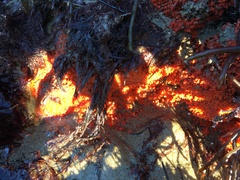 Botrylloides violaceus