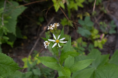 Eucephalus engelmannii