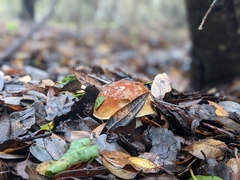Boletus edulis grandedulis