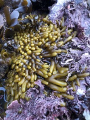 Halosaccion glandiforme