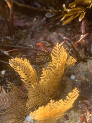 Symplectoscyphus turgidus