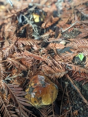 Boletus edulis grandedulis