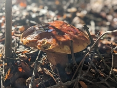 Boletus edulis grandedulis