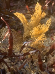 Symplectoscyphus turgidus
