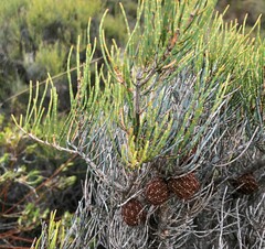 Allocasuarina pusilla