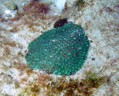 Plesiastrea versipora
