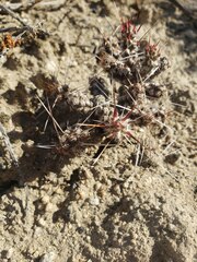 Micropuntia pulchella