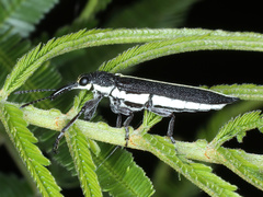 Rhinotia suturalis