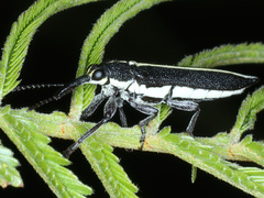 Rhinotia suturalis