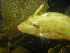 Scobinichthys granulatus