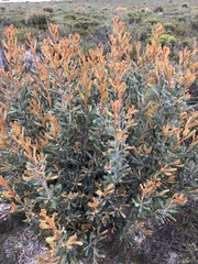Banksia ornata