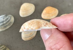 Bivalvia