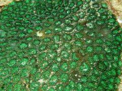 Plesiastrea versipora