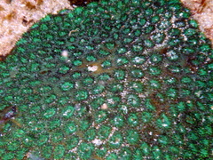 Plesiastrea versipora